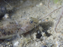 Pomatoschistus microps