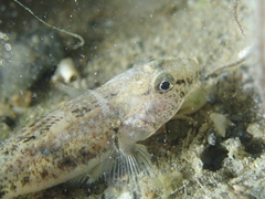 Pomatoschistus microps