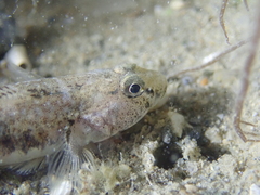 Pomatoschistus microps