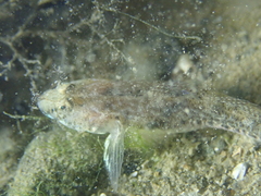 Pomatoschistus microps