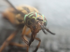 Chrysops aberrans