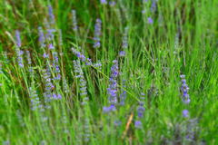 Lavandula