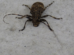 Mesosa longipennis