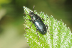 Platycerus