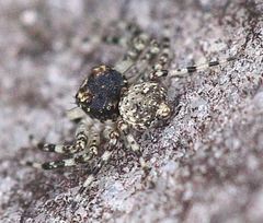Thomisidae