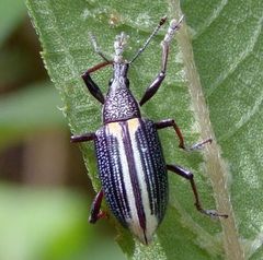 Diaprepes marginatus