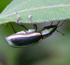 Diaprepes marginatus