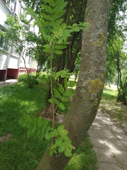 Sorbus aucuparia