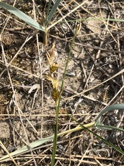 Carex arenaria