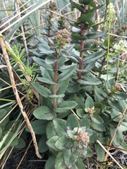 Hylotelephium maximum