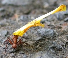 Acromyrmex octospinosus