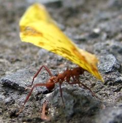 Acromyrmex octospinosus