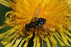 Parhelophilus rex