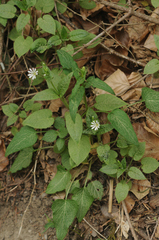 Stellaria nemorum