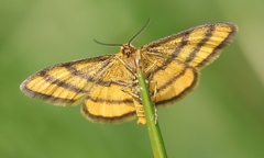 Idaea aureolaria
