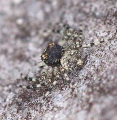 Thomisidae