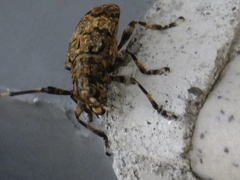 Mesosa longipennis