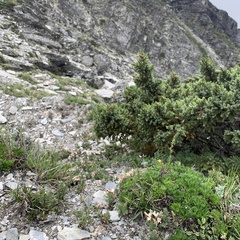 Astragalus nankotaizanensis