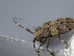 Mesosa longipennis