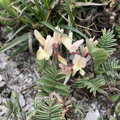 Astragalus nankotaizanensis