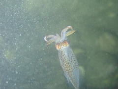 Alloteuthis subulata