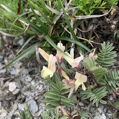 Astragalus nankotaizanensis