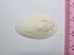 Tugali elegans image