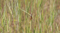 Libelloides longicornis