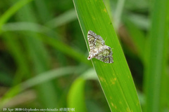 Glyphodes onychinalis