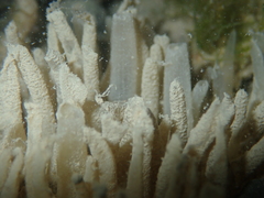 Polymastia penicillus