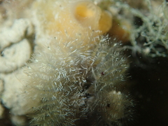 Acromegalomma vesiculosum