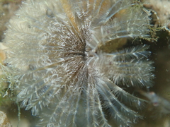 Acromegalomma vesiculosum