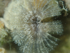 Acromegalomma vesiculosum