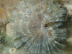 Acromegalomma vesiculosum