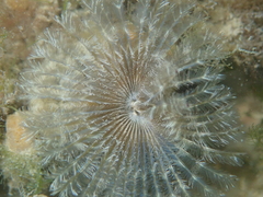 Acromegalomma vesiculosum