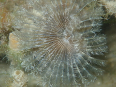 Acromegalomma vesiculosum