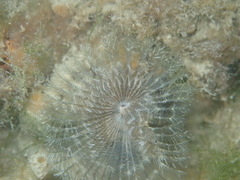 Acromegalomma vesiculosum