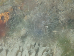 Acromegalomma vesiculosum