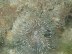 Acromegalomma vesiculosum
