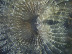 Acromegalomma vesiculosum