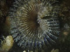 Acromegalomma vesiculosum