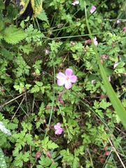 Geranium robertianum