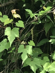 Vitis palmata