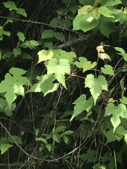Vitis palmata