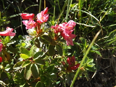 Rhododendron hirsutum
