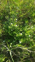 Stellaria dichotoma