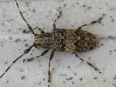 Mesosa longipennis