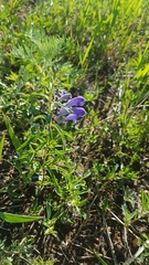 Scutellaria scordifolia