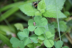Aphrodinae