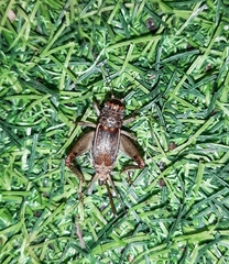 Velarifictorus aspersus